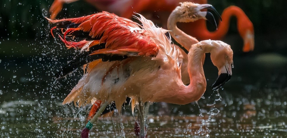 Plameňáci chilští